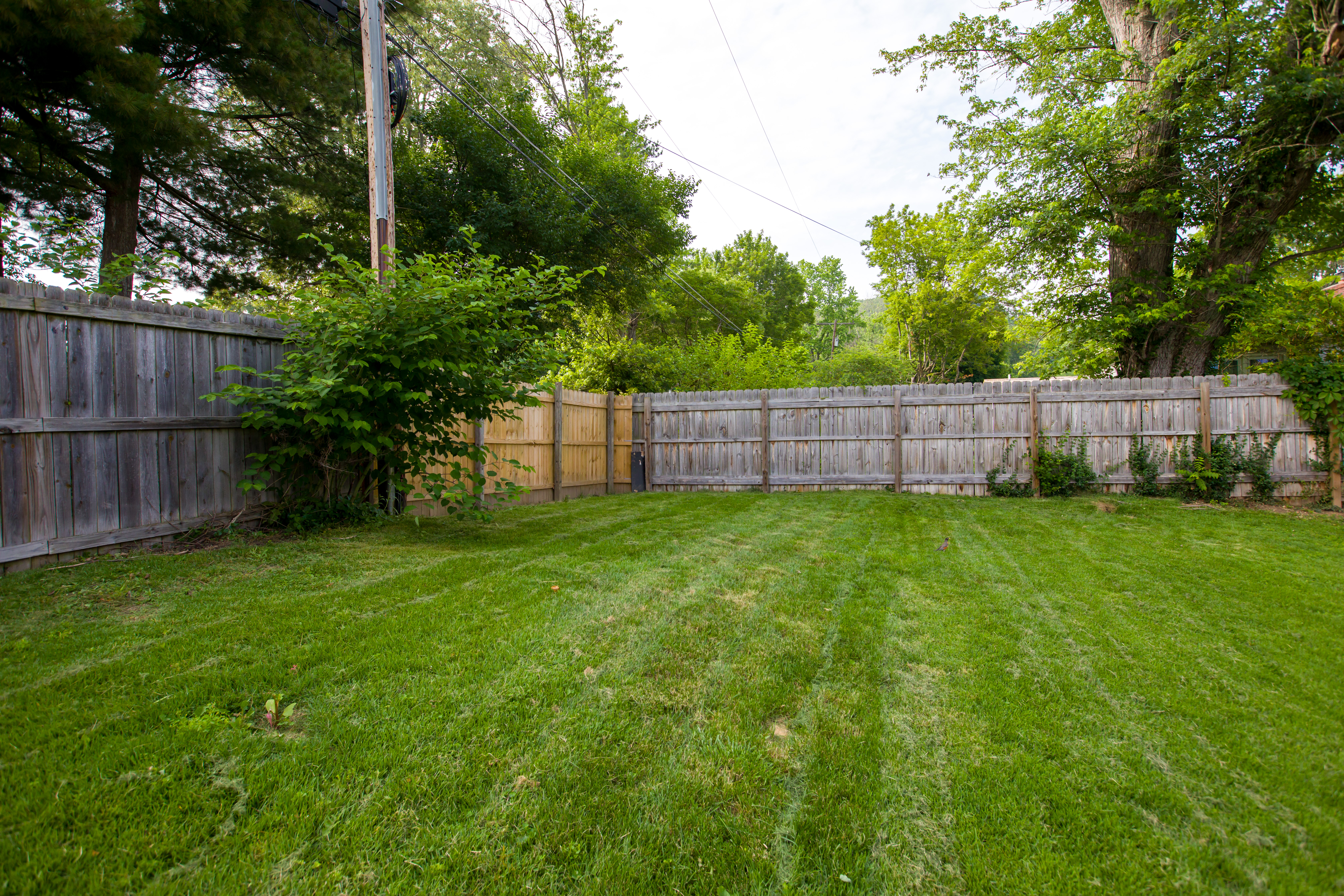 Rear yard 